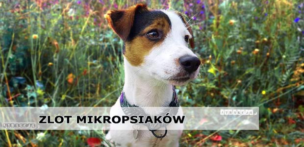 Zlot Mikropsiaków Debeściaków | 11-16 sierpnia 2018 | Krynica-Zdrój